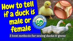 How to tell if a duck is male or female: 5 best methods for sexing ducks & geese