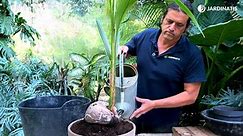 Guía completa para el cultivo y cuidado del cocotero en maceta