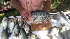 Cleaning Crappie The Old Fisherman Way