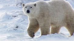 A Fertile Polar Bear's Hard Journey From Mating to Motherhood