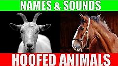 HOOFED ANIMALS Names and Sounds for Kids to Learn | Learning Ungulates (Hoofed Mammals)