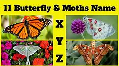 ABCs of Butterflies & Moths | 11 Butterfly & Moths Name Start with X,Y&Z English Vocabulary Part-21