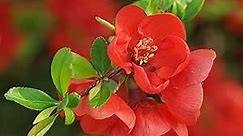 CHUXAY GARDEN 20 Seeds Chaenomeles Japonica,Japanese Quince,Flowering Quince,Maule's Quince,Japanese Flowering Quince Dwarf Flowering Plant Red Lovely Flowers
