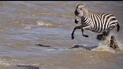 A Zebra Gets Hunted And Torn Apart By A Float Of Crocodiles
