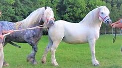 Set Up a Successful Horse Breeding Business | Natural Methodology Horse Farm