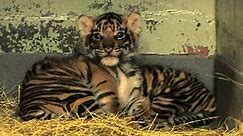 Zoo Atlanta Tiger Cubs-in Technicolor! August 5, 2011