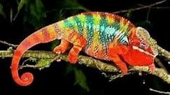 Chameleons. Chamaeleonidae. Chameleon is Changing his Color Amazingly. Waw. Must Watch Video.