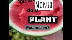 What Month do you Plant Watermelons or Sow Melon Seeds