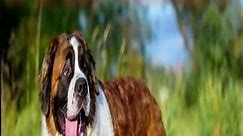St Bernard | Top 10 Largest Dog Breeds In The World #shortvideo