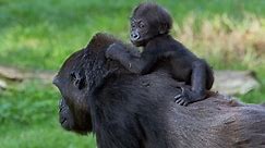 Baby Gorilla Dies in Tragic Zoo Accident