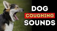 Why is Your Dog Coughing? | Kennel Cough, Heart Disease, Bronchitis, Tracheal Collapse