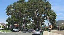 Burbank neighborhood fights back against city's proposal to cut down beloved trees