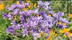 Best plants for insect pollinators: Triteleia laxa, the Triplet Lily, care and cultivation in the UK