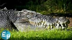 Saltwater Crocodile। Full documentary
