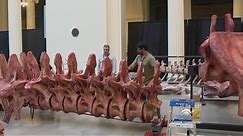 Maximo, Largest Dinosaur Ever, Moving Into Field Museum