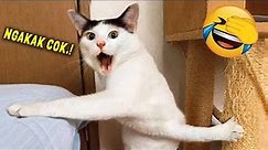 TAHAN TAWA.!😂 10 Menit Video Kucing Lucu Terbaru yang Bikin Ngakak 2023 ~ Kucing Tiktok Lucu