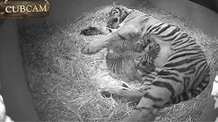Three Adorable Sumatran Tiger Cubs Born at ZSL London Zoo!