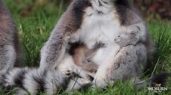 RAW VIDEO: Loved Up Lemurs! Adorable Endangered Ring-Tailed Lemur Baby Born At Woburn Safari Park