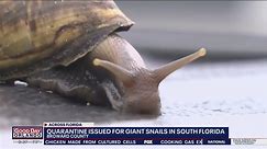 Giant African snails invade Florida community