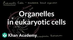 Organelles in eukaryotic cells | The cellular basis of life | High school biology | Khan Academy