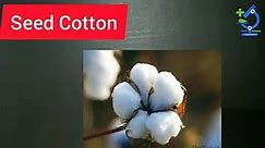 Difference between Seed Cotton and Cotton Seed_| Plant and Diseases Agriculture