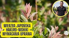 Wierzba japońska Hakuro- nishiki – wymagania, uprawa i cięcie (roślina o różowych przyrostach)