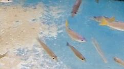 Cyprichromis leptosoma Utinta | Aquahaus Gaus