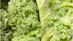 Let’s talk about Kale 💚🥬 Kale is a leafy green vegetable that is highly nutritious and has become increasingly popular in recent years. It is a member of the cruciferous family of vegetables, which includes other healthful options such as broccoli, cauliflower, and Brussels sprouts. 🥬💚🥦 📝One of the key benefits of kale is its high nutrient density. It is packed with vitamins and minerals, including vitamins A, C, and K, as well as calcium, iron, and potassium. ➡️ Additionally, it is low in