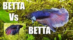 2 MALE BETTAS in the SAME TANK | Watch This | Part 1