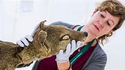 Scientists recover RNA from extinct species