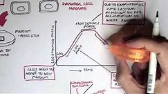 Microbiology - Bacteria Growth, Reproduction, Classification