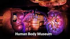 The world's first human body museum | Corpus museum