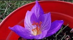 The autumn flowering Crocus speciosus, the Bieberstein's Crocus: a gorgeous autumn blooming flower