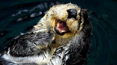 Watch | Sea Otters Have Pockets | Oceana Canada