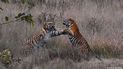 Male Tiger Territorial Fight