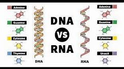 DNA and RNA Review Questions