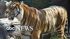 Zookeeper hospitalized after tiger attack at Topeka Zoo