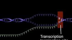 Transcription | RNA synthesis | RNA polymerase