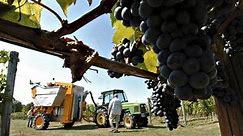 A grape difference: Special harvester, rather than crew of 600, picks the fruit this year at Lee winery
