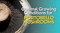 Optimal Environmental Conditions for Growing Portobello Mushrooms