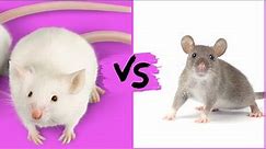 Difference between mice and rats, Difference between a mouse and a rat