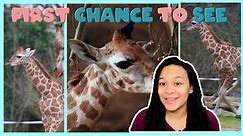 Adorable Baby Rothschild’s Giraffe Born! | First Chance to See | BBC Earth Kids