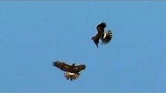 Northern Harriers Passing Food in Mid-Air!
