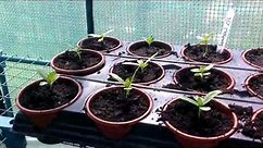 Sowing zinnia