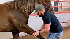 How a horse chiropractor does adjustments - video Dailymotion
