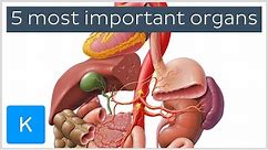 5 most important organs in the Human body - Human Anatomy | Kenhub