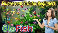 Care Guide for GloFish – Fluorescent Fish for Beginners - PLANTED TANK