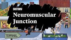 Neuromuscular Junction (Full Lesson) | Sketchy Medical | USMLE Step 1