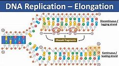 DNA Replication - Elongation | Leading vs Lagging strand | What are Okazaki Fragments?