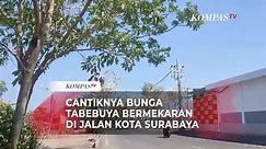 Cantiknya Bunga Tabebuya Bermekaran di Jalanan Kota Surabaya